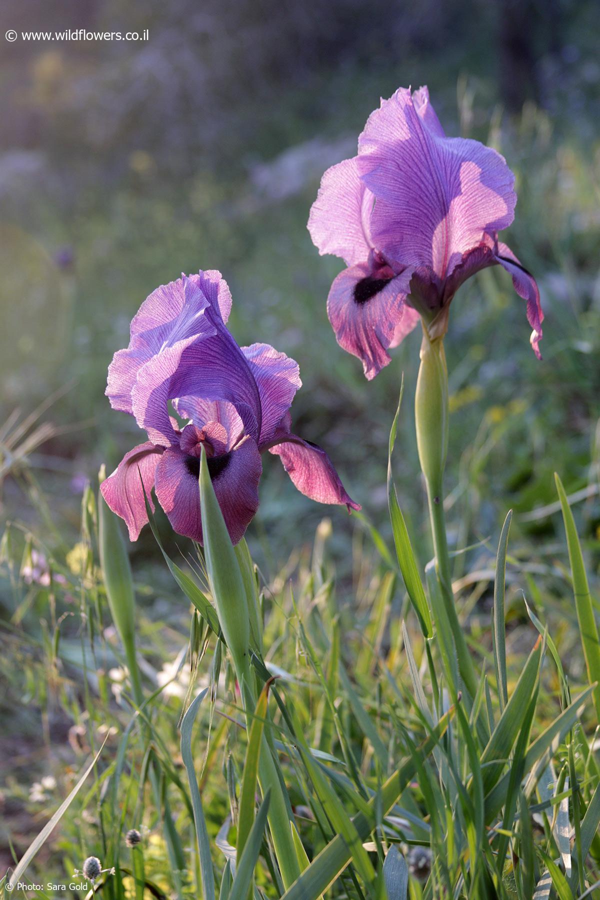 Iris haynei